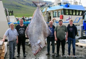 helleflynder fanget ved Færøerne