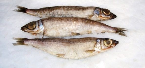 Fisk Guldlaksefars 1,8 kg