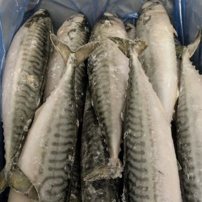 Fisk Makrel, 5 kg