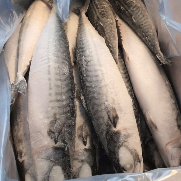 makrel fra færøerne, singlefrosne, japankvalitet