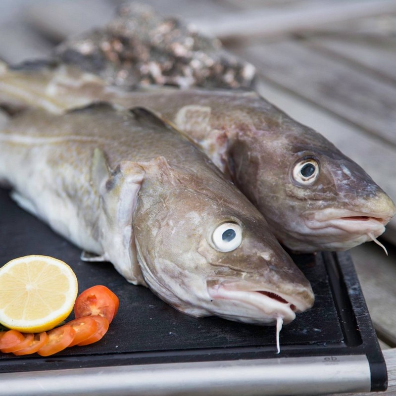 Fisk Hel torsk 3-4 kg Hel færøsk torsk fanget med krog på line